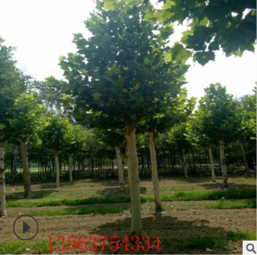 法桐基地大量供應(yīng)3-60公分原生冠-截頭發(fā)冒法桐-15公分法桐