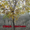 大型苗圃基地供應(yīng)欒樹 綠化苗木15~20公分北欒小苗