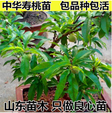盆栽壽星桃 觀賞桃 中華壽桃 壽桃苗批發