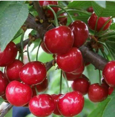 櫻桃苗批發山東大櫻桃苗 紅燈黃蜜冰糖櫻黑珍珠美早櫻桃早大果