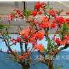 虧本日本海棠苗 室內(nèi)盆栽海棠花苗 盆景花卉植物 當(dāng)年開花8年大苗