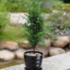 綠色植物紅豆杉防輻射盆景辦公室內(nèi)小盆栽黑金剛土培水養(yǎng)觀葉花卉