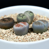 進(jìn)口多肉植物生石花石頭花屁股花屁屁室內(nèi)花盆栽盆景綠植