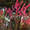 大量批發(fā)紅梅苗 大規(guī)格紅梅樹苗 優(yōu)質(zhì)紅梅小苗 規(guī)格齊全