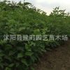 綠化苗木批發(fā) 紅瑞木 紅馬球 叢生紅瑞木苗 工程綠化 規(guī)格齊全