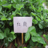 紅顏草莓 批發(fā)銷售紅顏草莓樹 成活率高草莓樹