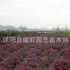 庭院花卉 紅花繼木庭院彩色塊苗 紅花檵木綠化工程苗 規(guī)格齊全