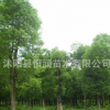基地批發(fā)香樟樹苗 香樟小苗 小葉香樟苗 香樟四季常青 品種齊全