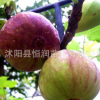 苗鋪直銷嫁接無花果樹苗 根系發(fā)達(dá)帶果發(fā)貨 包成活 品種齊全