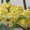 正宗嫁接桂花樹苗 優(yōu)質(zhì) 流蘇嫁接桂 丹桂 朱砂桂 沉香桂 桂花盆栽