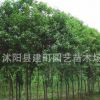 批發(fā)行道樹景觀高桿樹 大葉女貞苗 樹苗 小苗批發(fā)工程綠化苗