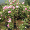 藤本月季歐月藤本大花月季玫瑰薔薇花爬藤植物四季開花庭院爬墻
