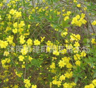 迎春 迎春花 迎春小苗 園林綠化工程 景觀綠化工程苗木批發(fā)迎春苗