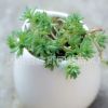 批發(fā)多肉植物【薄雪萬(wàn)年草】嘰小松 基地直銷 室內(nèi)小盆栽植物