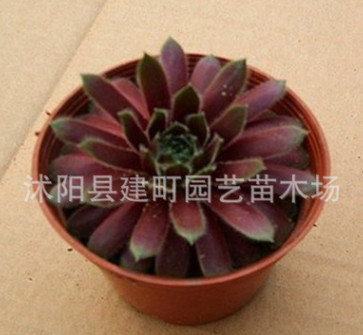 批發紫牡丹 仙人多肉迷你花卉綠色植物盆栽 防輻射景天科一件代發