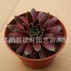 批發(fā)紫牡丹 仙人多肉迷你花卉綠色植物盆栽 防輻射景天科一件代發(fā)
