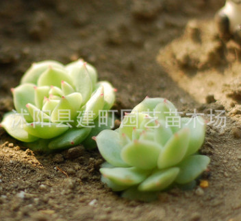 批發進口多肉植物 靜夜 批發辦公室內迷你小肉肉盆栽 吸甲醛