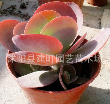 基地批發多肉植物 唐印室內綠植盆栽 防輻射 進口植物 易養