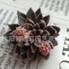 肉肉 進(jìn)口多肉植物 銀天女 防輻射迷你辦公室室內(nèi)盆栽景 批發(fā)