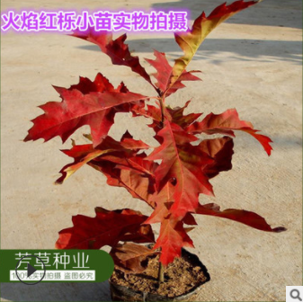 供應進口北美紅櫟種子 歐洲火焰紅櫟種子 質(zhì)量保證