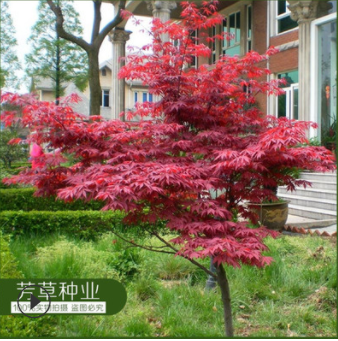 供應純進口日本羽毛楓種子出芽率高 貨到付款 品種齊全