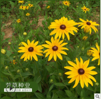批發(fā)黑心菊種子 草本庭院觀賞 園林綠化叢植片植 價格從優(yōu)易種植