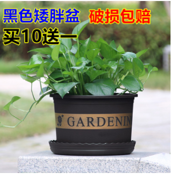 天時利加侖花盆黑色矮胖加侖盆多肉綠蘿塑料花盆陽臺種花種菜盆