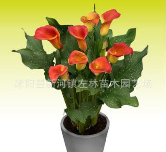 彩色馬蹄蓮種球菲戈彩馬裸球進口種球盆栽地栽多年生球根花卉