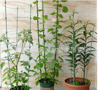 左林苗木|植物固定爬藤架子 鐵環花支架藤本支架攀爬植物專用花架
