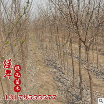 批發優質流蘇小苗 精品 嫁接流蘇 小苗批發 規格齊全