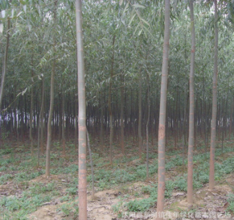批發(fā)優(yōu)質(zhì)美國竹柳 速生竹柳 竹柳樹苗 規(guī)格 品種齊全