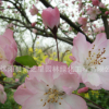 庭院嫁接風景樹垂絲海棠樹苗批發 裝飾盆景垂絲海棠花苗