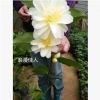 廠家銷售新品種茶花詩夢 品種浪漫佳人茶花