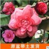 廠家供應六角粉連 山茶苗原生盆栽帶原土發(fā)貨