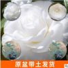 廠家供應白玉丹 赤丹茶花 山茶苗原生盆栽帶原土發(fā)貨