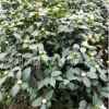 盆栽千里香茶花 1m-1.3m高大冠幅帶花苞壯苗 烈香茶花廠家直銷