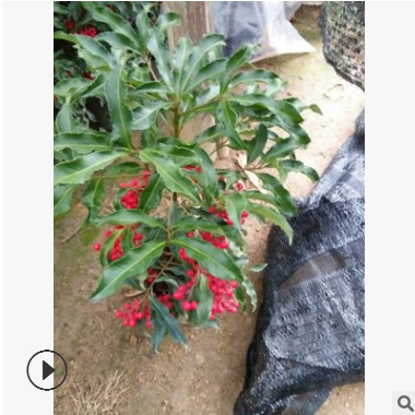 批發 富貴子盆栽植物 金玉滿堂 富貴籽盆景