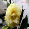 實拍茶花 純黃色系茶花 正黃旗 收藏價值很高的品種 一年生壯苗