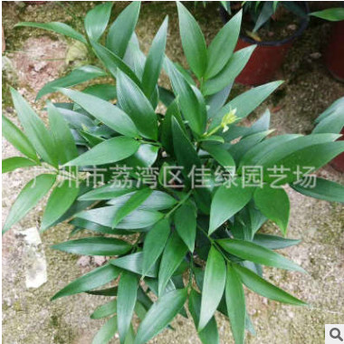 迷你小盆栽 竹柏又名 （萬年青）花農產地批發