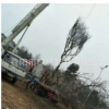 樸樹哪里有賣 道路風景樸樹 行道樹樸樹樹苗