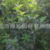 農家直銷欏木石楠 高品質欏木石楠 工程苗木欏木石楠 價格實惠
