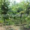 欏木石楠供應 優質欏木石楠 造型欏木石楠 歡迎訂購