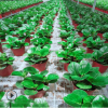 現(xiàn)貨大量批發(fā)小型綠植盆栽小家碧玉豆瓣綠花園花卉