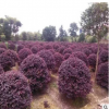紅花檵木綠植花卉工程苗木綠化苗木球型植物