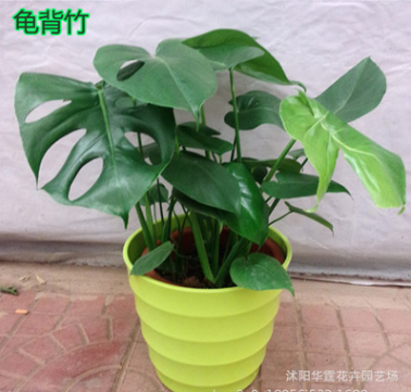 龜背竹盆栽水培室內大型綠植花卉進化空氣蓬萊蕉鐵絲蘭穿孔喜林芋