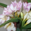 進(jìn)口重瓣香雪蘭種球種子盆栽花卉陽(yáng)臺(tái)室內(nèi)小蒼蘭晚香玉四季播種