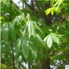 供應各種工程苗木 花卉 基地直銷 優質 七葉樹 實地看苗