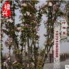 專業批發苗圃優質西府海棠樹苗 西府海棠5-12公分 綠化苗木