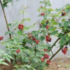 基地樹莓樹苗單季雙季樹莓苗紅黑樹莓苗 當年結果苗