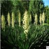 綠化苗木 絲蘭花苗 又名鳳尾蘭 劍麻苗 另有劍麻種